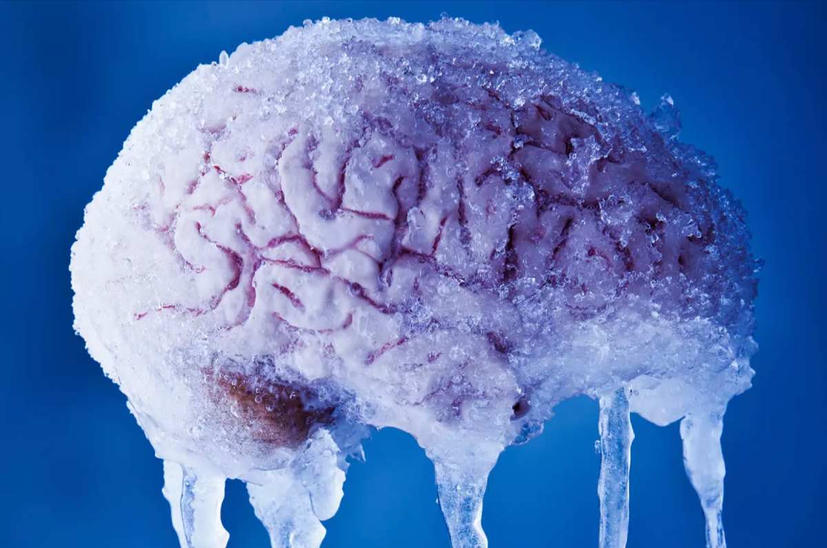 Des tissus cérébraux humains congelés ramenés à la vie grâce à une avancée majeure