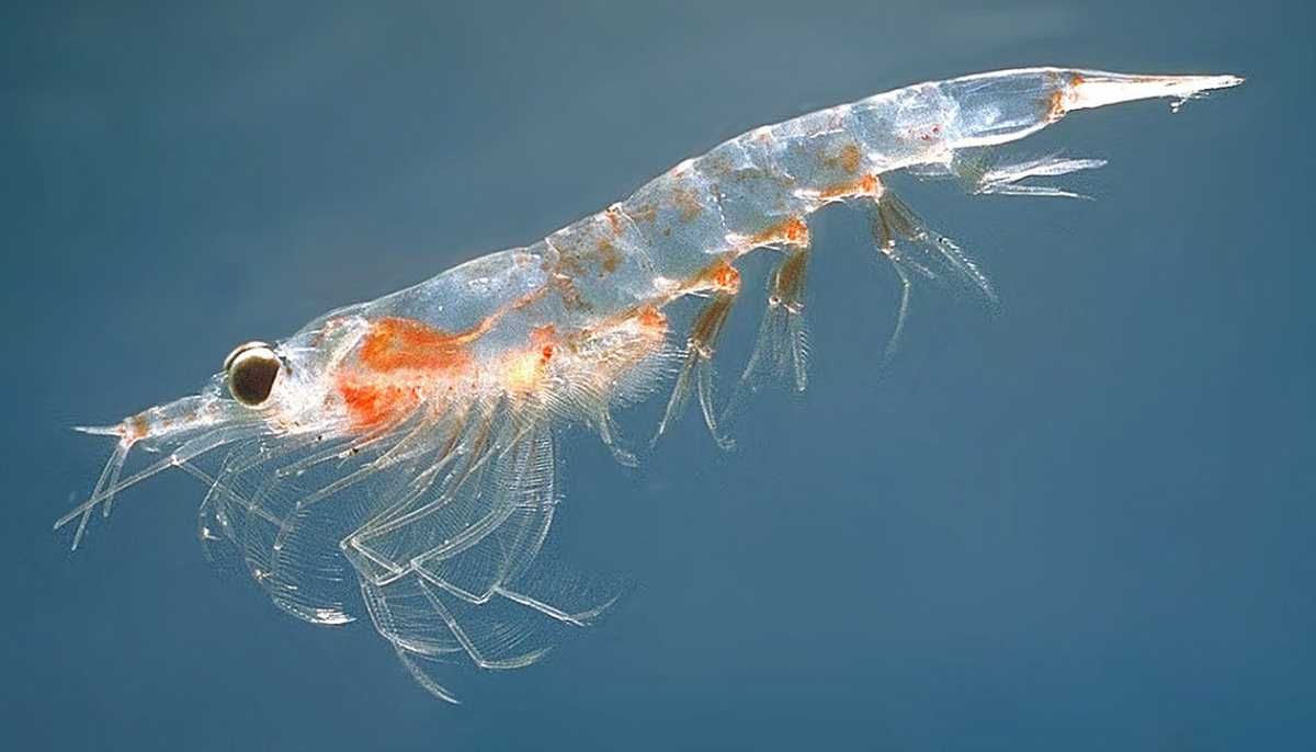 Quels sont les avantages de l’huile de krill ? Est-elle meilleure que l’huile de poisson ?