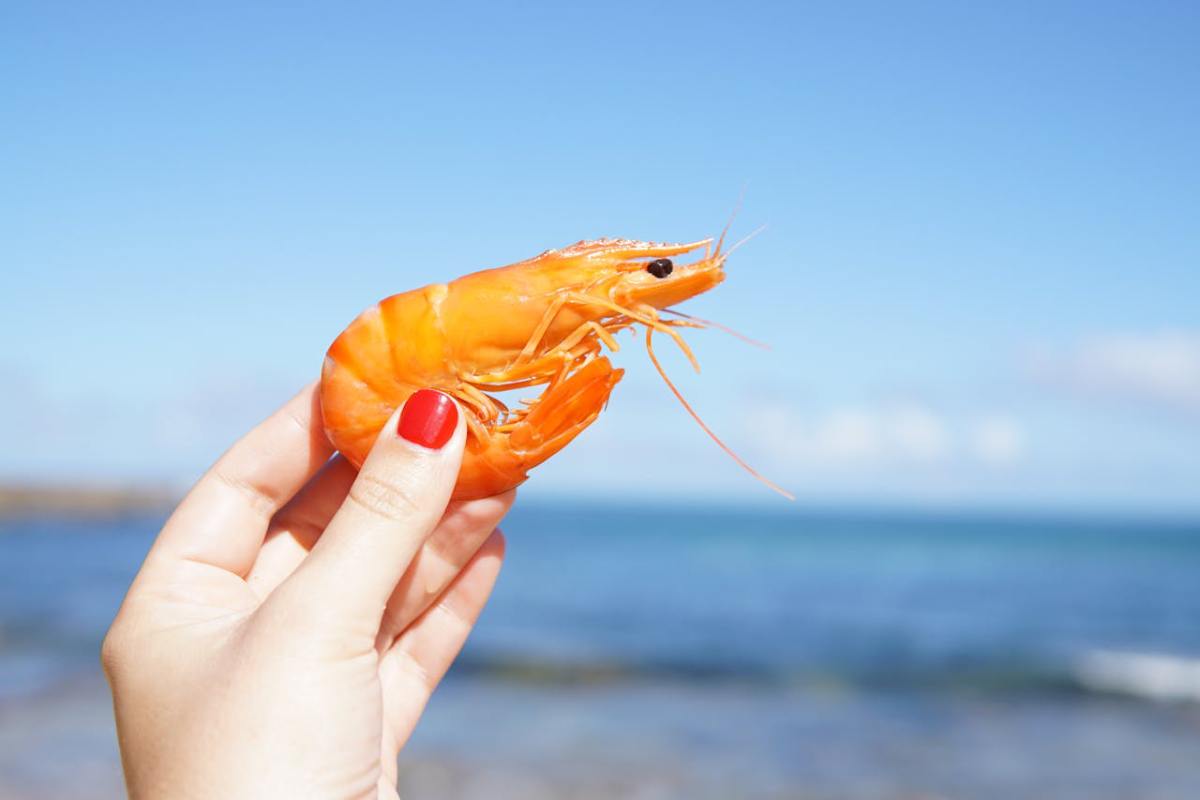 Peut-on manger des crevettes pendant la grossesse ? Oui, mais…